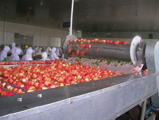 水果清洗輸送機應用食品行業